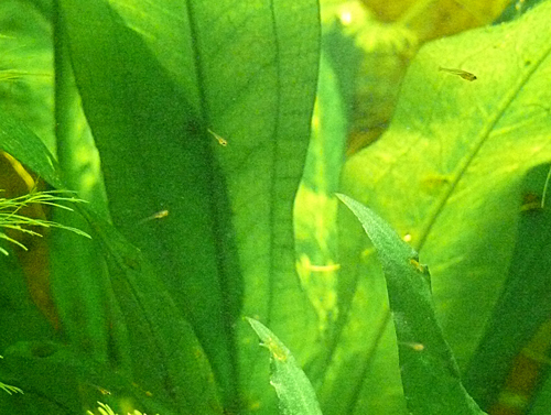 perl-larven